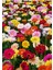 Karışık Renkli Gerbera Çiçeği Tohumu 1
