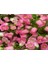 5 Adet Isabella Rose Pink Bellflower Tohumu 1
