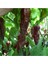 Black Naga Biber Tohumu 1