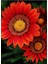 Kırmızı Gazanya Çiçek Tohumu 10 15 Adet 1