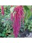 Amaranthus Caudatus 'red Garnet' Çiçek Tohumu 1