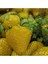 20 Adet Sarı Çilek Tohumu 1