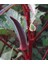 20 Adet Red Burgundy Bamya Tohumu 1