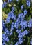 Mavi Unutma Beni Çiçeği Tohumu (100 Tohum) 1
