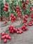 Zeytin Cherry Domates Tohumu Ortalama 25+ Tohum 1