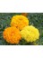 10 Adet Heirloom African Crackerjack Marigold Tohumu 1