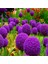 20 Adet Giant Ball Onion Allium Christophii Huge Hardy Perennial Tohumu 1