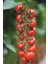 Salkım Cherry Domates Tohumu / 10+ Adet Tohum 1