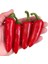 20 Adet Kırmızı Jalapeno Biber Tohumu 1