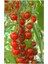 Agrobazaar Sarkan Cherry Domates + 25 Tohum + (Saksı Toprak Seti ) 1
