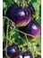 Hybrite Mor Domates Tohumu / 10+ Adet Tohum 1