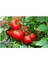 Iri Erkenci Domates Tohumu 50 Adet Tohum Bol Verim Erken Hasat 1