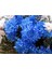 Mavi Renkli Krizentem (Kasımpatı) Çiçeği Tohumu 1