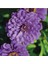 Dahlia Çiçekli Dream Rosy Lavender Zinya Çiçeği Tohumu 1