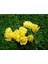 5 Adet Sarı Gül Tohumu 1