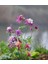 30 Adet Columbine Aquilegia Vulgaris Tohumu 1