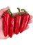 10 Adet Kırmızı Jalapeno Biber Tohumu 1