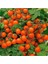 20 Adet Micro Dwarf Domates Tohumu 1