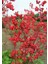 10 Adet Red Heuchera Fırefly Tohumu 1