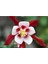 5 Adet Crimson Star Columbine Tohumu 1