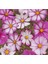 5 Adet Candy Stripe Cosmos Tohumu 1