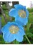 10 Adet Blue Hımalayan Poppy Tohumu 1