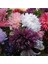 10 Adet Natural Chrysanthem Aster Mix Heirloom Tohumu 1