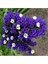 10 Adet Limonium Sinuatum Deep Blue Sea Tohumu 1