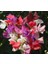 10 Adet Sweet Pea Royal Family Mix Tohumu 1