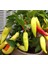 20 Adet Sweet Banana Biber Tohumu 1
