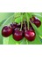 10 Adet Black Cherry (Kiraz) Tree Tohumu 1