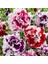 10 Adet Petunia Pirouette Mix Tohumu 1