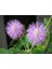 10 Adet Mımosa / Sensıtıve Plant / Touch Me Not Tohumu 1