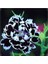 10 Adet Dianthus Heddewigii Black White Carnation Tohumu 1