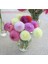 10 Adet Pom Pon Dahlia Tohumu 1