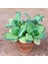 5 Adet Mother Of Thousands Tohumu 1