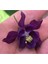 5 Adet Deep Purple Columbine Tohumu 1
