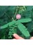 5 Adet Mimosa Pudica Sensitive Tohumu 1