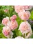 10 Adet Double Apricot&rosy-Peach Pom Hollyhocks Tohumu 1