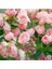 5 Adet Pink Rose Gül Tohumu 1