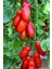 San Marzano Domates Tohumu / 10+ Adet Tohum 1