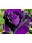 5 Adet Dragon Rose Purple Tohumu 1