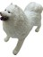 Soft Köpekler - Samoyed Cinsi Köpek - E013 (Lisinya) 2