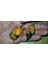 10 Adet Castrophony Biber Tohumu 1