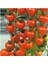 Çilek Domatesi Tohumu 5 Adet Tohum Tometoberry Domates Tohumu 1