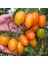 20 Adet Orange Banana Domates Tohumu 1
