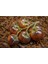 20 Adet Chestnut Chocolate Domates Tohumu 1