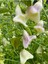 10 Adet White Baccatum Premium Biber Tohumu 1
