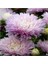 10 Adet Pompon Rose Aster Tohumu 1