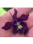 5 Adet Deep Purple Columbine Tohumu 1